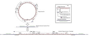 Bacteriophage lambda genome insertion.png