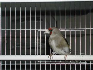 Carduelis caniceps F.JPG