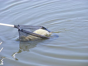 Cyprinus carpio catch.JPG