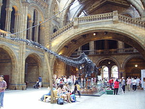 Diplodocus skeleton, incl tail NHM.JPG