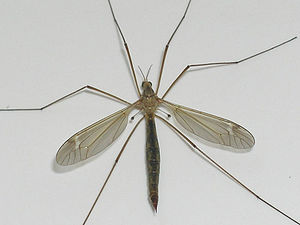 Halteres-Tipule.jpg