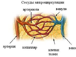 MicroCirculationVessels.JPG