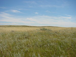 Prairie near Brooks.JPG