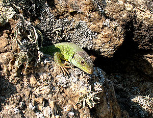 Pryingul fauna.jpg