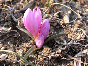 Pryingul flora.jpg