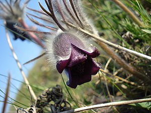 Pryingul flora1.JPG