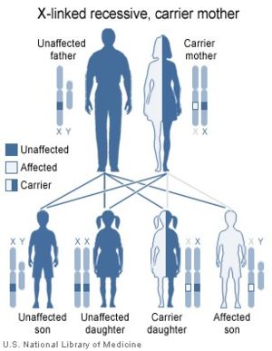 XlinkRecessive.jpg