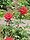 Rosa sp.277.jpg