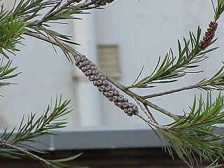 Callistemon sieberi2.jpg