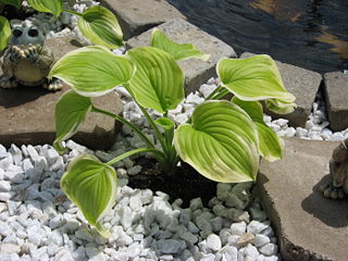 Hosta2.jpg