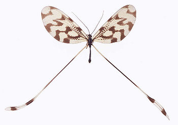 Nemoptera sinuata1.JPG