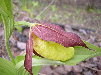 Cypripedium calceolus L.JPG