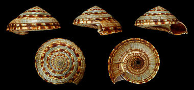 Architectonica maxima 01.JPG
