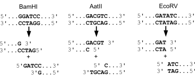 DNA-ends.svg