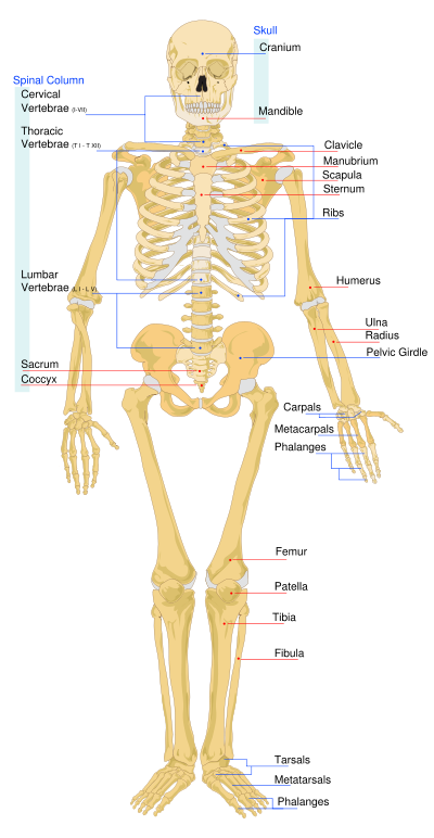 The human skeleton