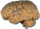 Мозг