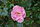 Pink Robusta 1986.JPG