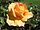 Rosa-eureka.jpg