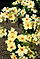 Rosa 'Fruhlingsgold'.jpg