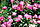 Rosa 'Harry Maasz'.jpg