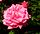 Rosa Ballet1958.jpg