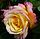 Rosa Charivari 2.jpg