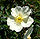 Rosa Fruhlingsanfang 2.jpg