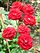 Rosa Heinzelmännchen 1.jpg