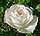 Rosa Iceberg 1.jpg