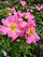 Rosa Korelasting1b.UME.jpg