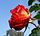 Rosa Lydia 2.jpg