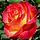 Rosa Perfect Moment 1.jpg