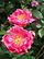 Rosa Rosenwunder1HELLAN.jpg