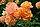 Rosa Westerland - Giverny01.jpg