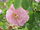 Rosa sp.107.jpg
