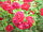 Rosa sp.108.jpg