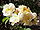 Rosa sp.129.jpg