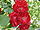 Rosa sp.135.jpg