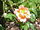 Rosa sp.171.jpg