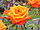 Rosa sp.230.jpg