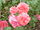 Rosa sp.245.jpg