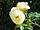 Rosa sp.254.jpg