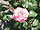 Rosa sp.275.jpg