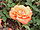 Rosa sp.282.jpg