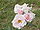 Rosa sp.293.jpg