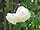 Rosa sp.294.jpg