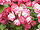 Rosa sp.33.jpg