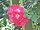 Rosa sp.39.jpg