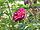 Rosa sp.47.jpg