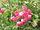 Rosa sp.92.jpg